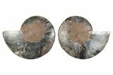 Cut & Polished Ammonite Fossil - Unusual Black Color #250447-1